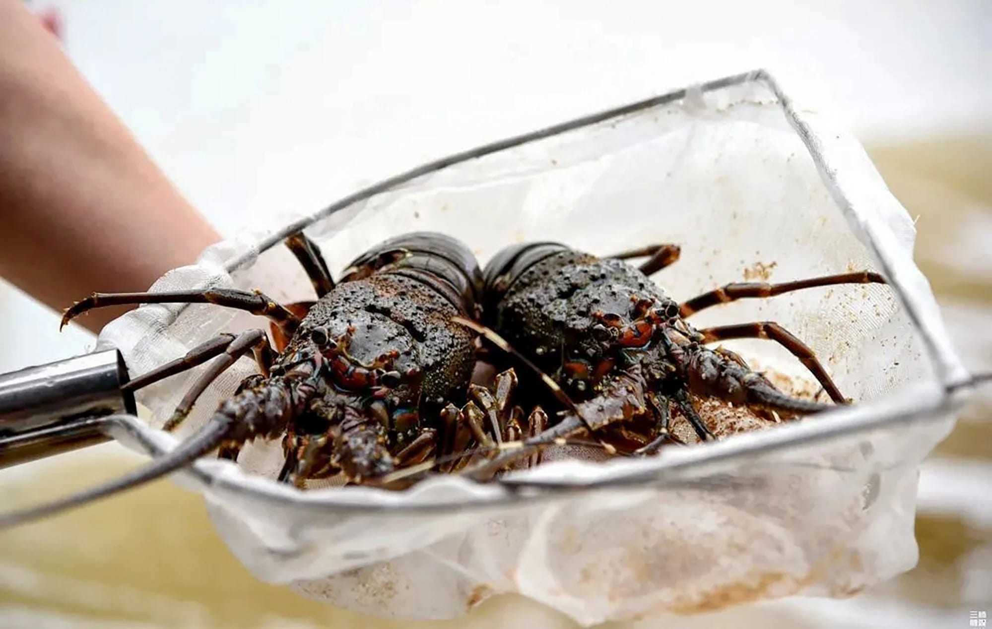 Xây dựng biển giữa lòng sa mạc, giúp nông dân thu tiền tỉ nhờ hải sản - 1