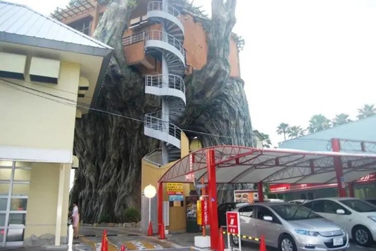 Nhà hàng nằm trên cây đa khổng lồ, có cả thang máy đi lên - 2