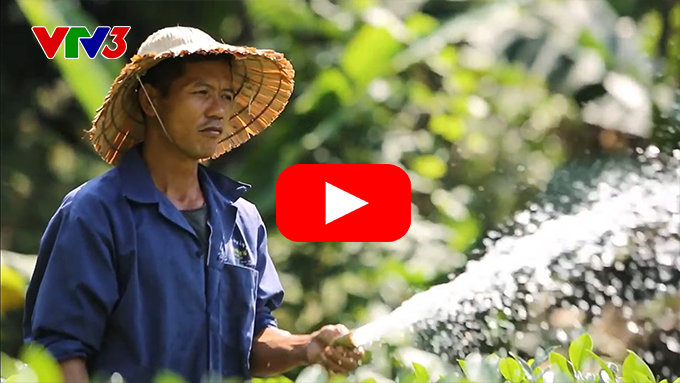 Bất ngờ thảo dược cực “nhạy” với đau lưng, mỏi cổ, nhức khớp - 1