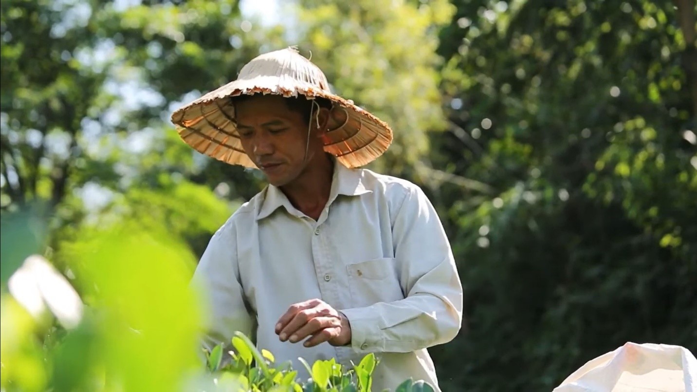 Bất ngờ thảo dược cực “nhạy” với đau lưng, mỏi cổ, nhức khớp - 2