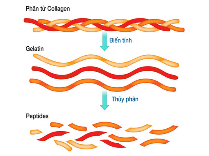 Collagen peptide type II - Giải pháp mới trong cải thiện viêm khớp, thoái hoá khớp - 1