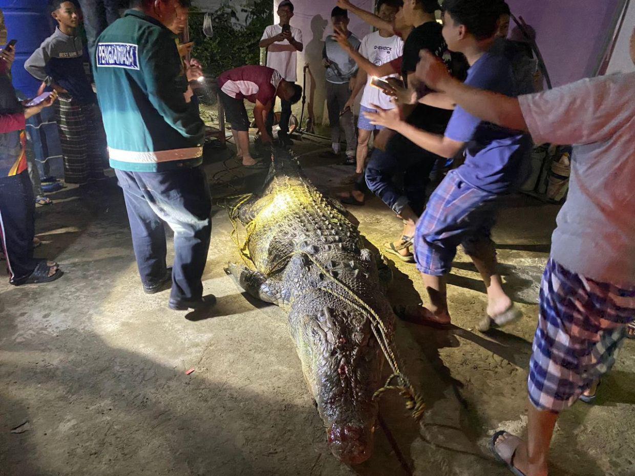 Malaysia: 2 lần giết cá sấu khổng lồ chỉ trong 4 ngày - 1