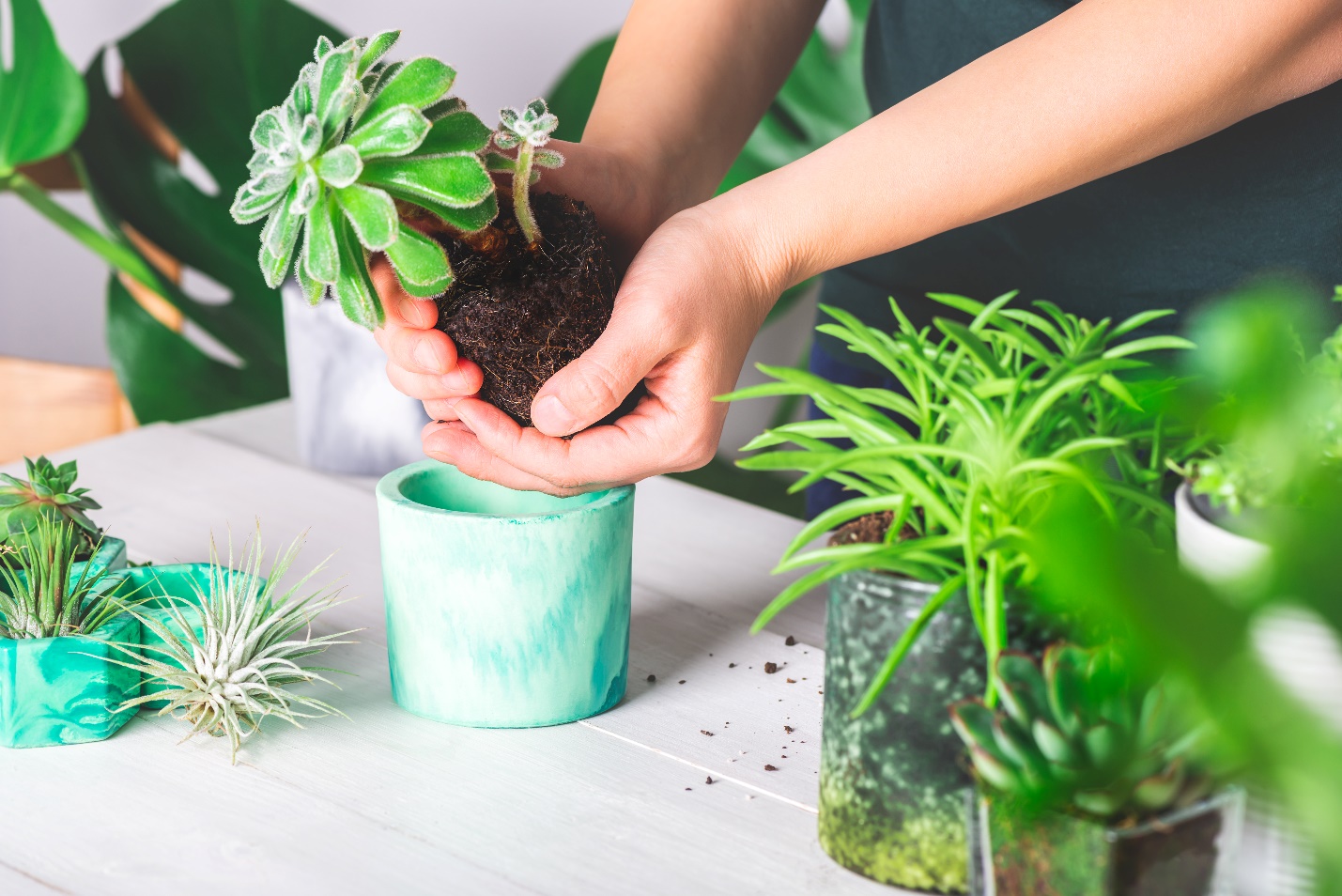 La Vie mang đến khái niệm “cây tâm hồn” giúp bạn trẻ tìm ra giải pháp tái tạo năng lượng cho tâm trí và cơ thể - 3
