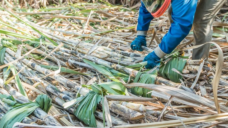 Ngành mía đường đã có những sự chuyển mình tích cực, nhưng vẫn phải “nếm vị đắng” - 1