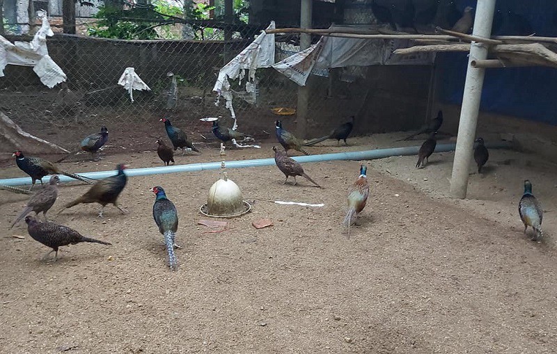 9x Gia Lai bỏ phố về quê nuôi loài chim có trong Sách Đỏ, thu hàng trăm triệu đồng/tháng - 2