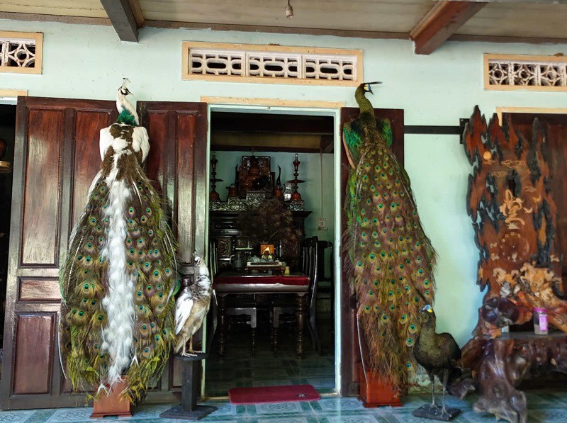 9x Gia Lai bỏ phố về quê nuôi loài chim có trong Sách Đỏ, thu hàng trăm triệu đồng/tháng - 7