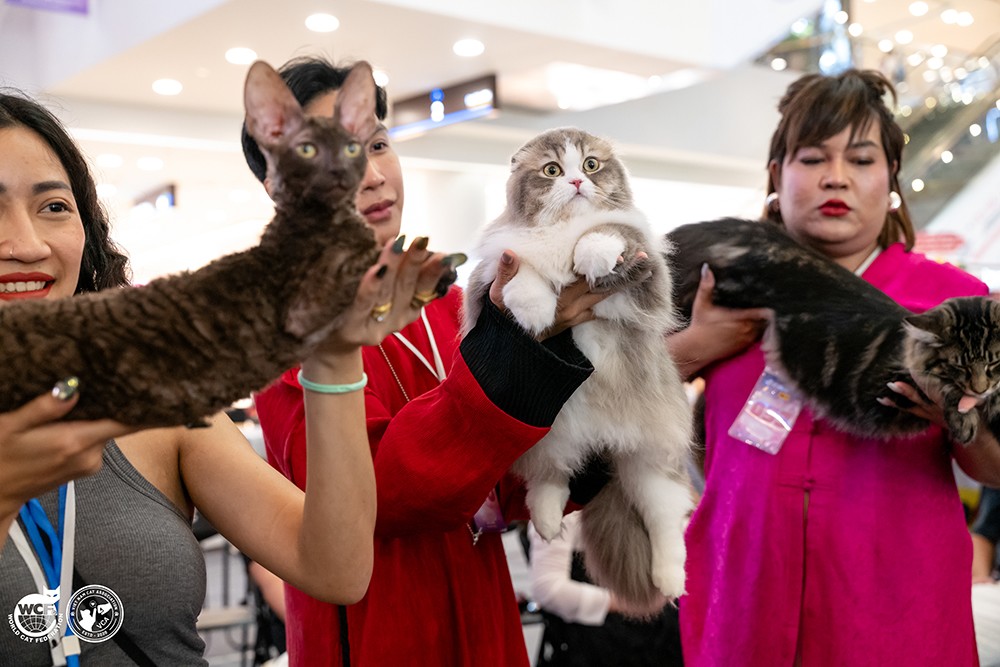 Siêu lễ hội Mèo Cưng – Mega Cat Fest 2025 trở lại với diện mạo bùng nổ - 1