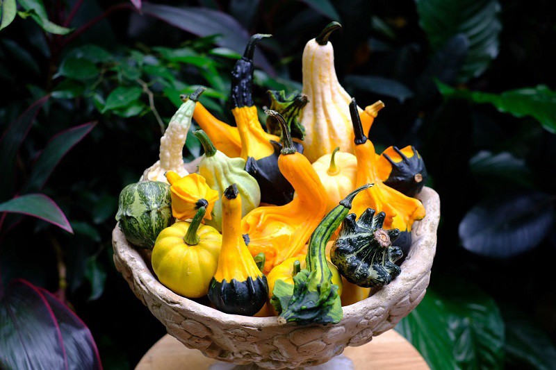 Bất ngờ bí ngô được bán tại Hà Nội với giá lên tới 220 nghìn đồng/kg, chị em vẫn khen rẻ - 7