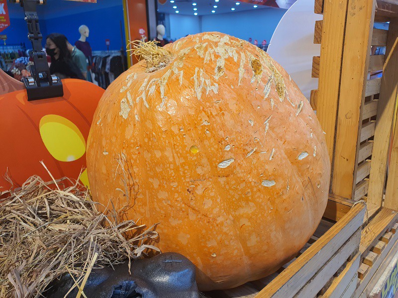 Bất ngờ bí ngô được bán tại Hà Nội với giá lên tới 220 nghìn đồng/kg, chị em vẫn khen rẻ - 4