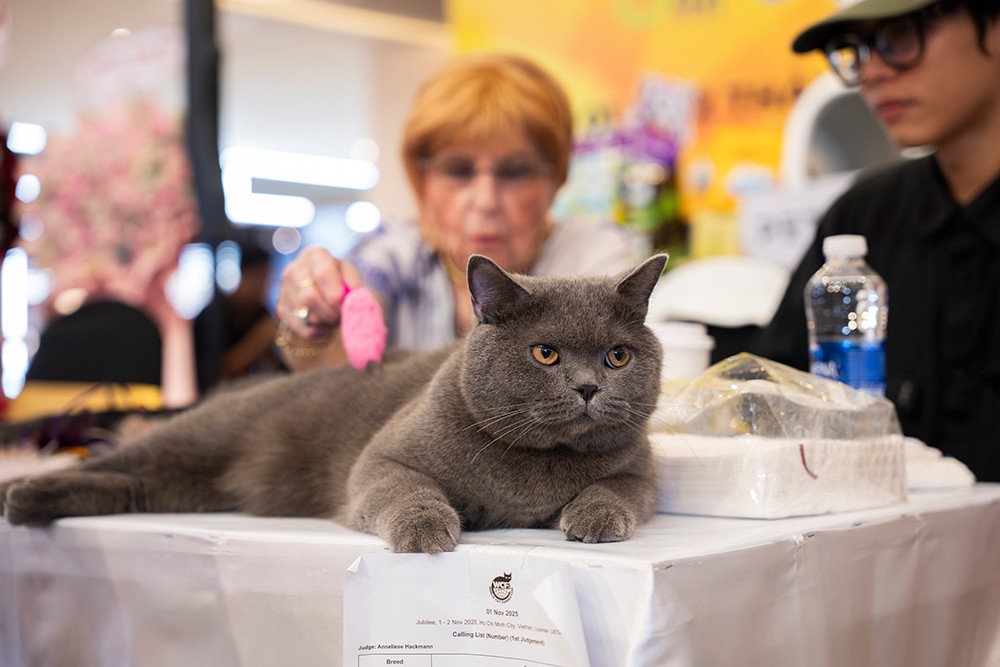 Cuộc thi Hoa hậu mèo quốc tế WCF 2025: Cặp đôi mèo ‘xấu nhất thế giới’ xuất hiện tại TP.HCM - 2