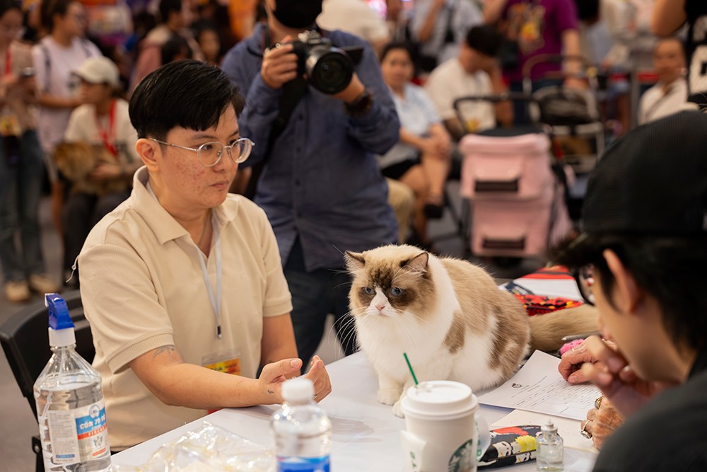 Cuộc thi Hoa hậu mèo quốc tế WCF 2025: Cặp đôi mèo ‘xấu nhất thế giới’ xuất hiện tại TP.HCM - 3