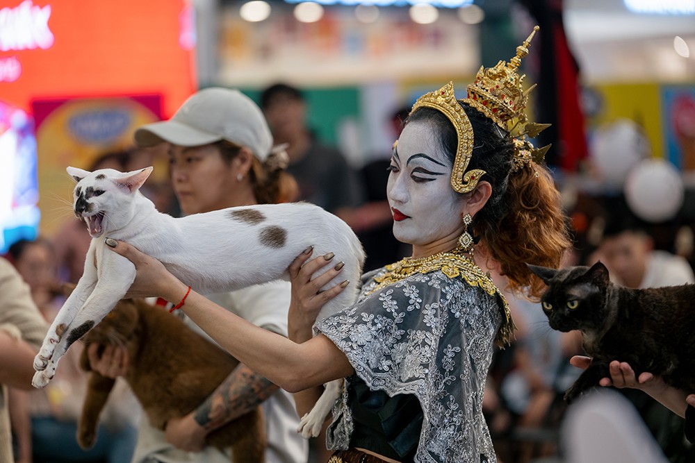 Cuộc thi Hoa hậu mèo quốc tế WCF 2025: Cặp đôi mèo ‘xấu nhất thế giới’ xuất hiện tại TP.HCM - 4