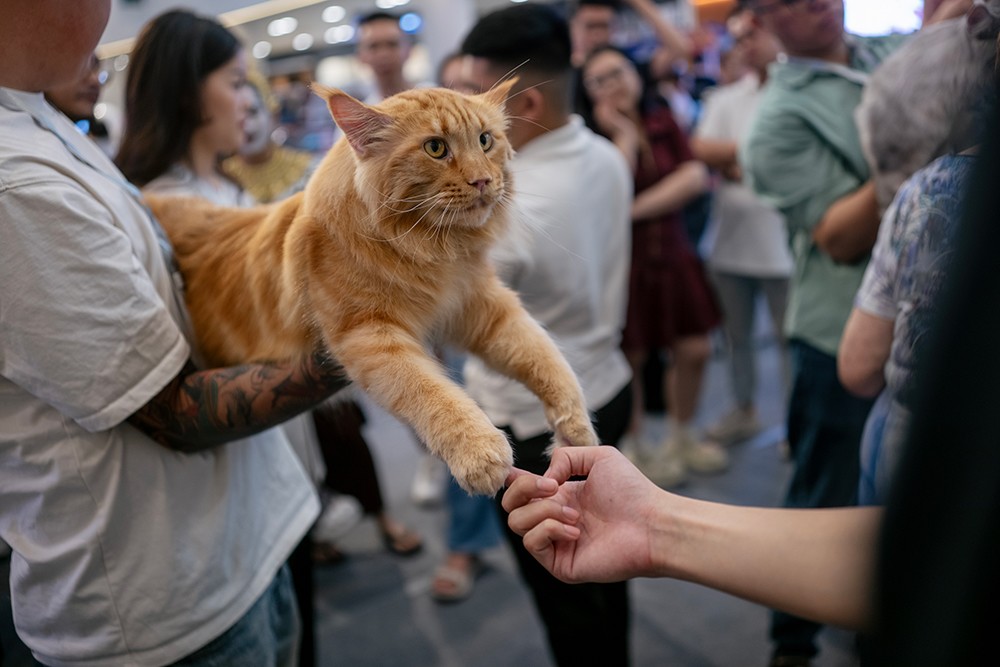 Cuộc thi Hoa hậu mèo quốc tế WCF 2025: Cặp đôi mèo ‘xấu nhất thế giới’ xuất hiện tại TP.HCM - 6
