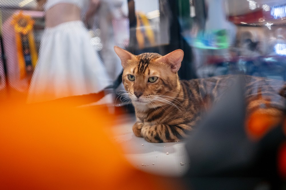 Cuộc thi Hoa hậu mèo quốc tế WCF 2025: Cặp đôi mèo ‘xấu nhất thế giới’ xuất hiện tại TP.HCM - 9