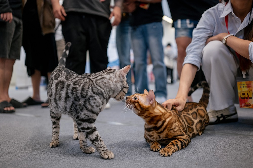 Cuộc thi Hoa hậu mèo quốc tế WCF 2025: Cặp đôi mèo ‘xấu nhất thế giới’ xuất hiện tại TP.HCM - 10