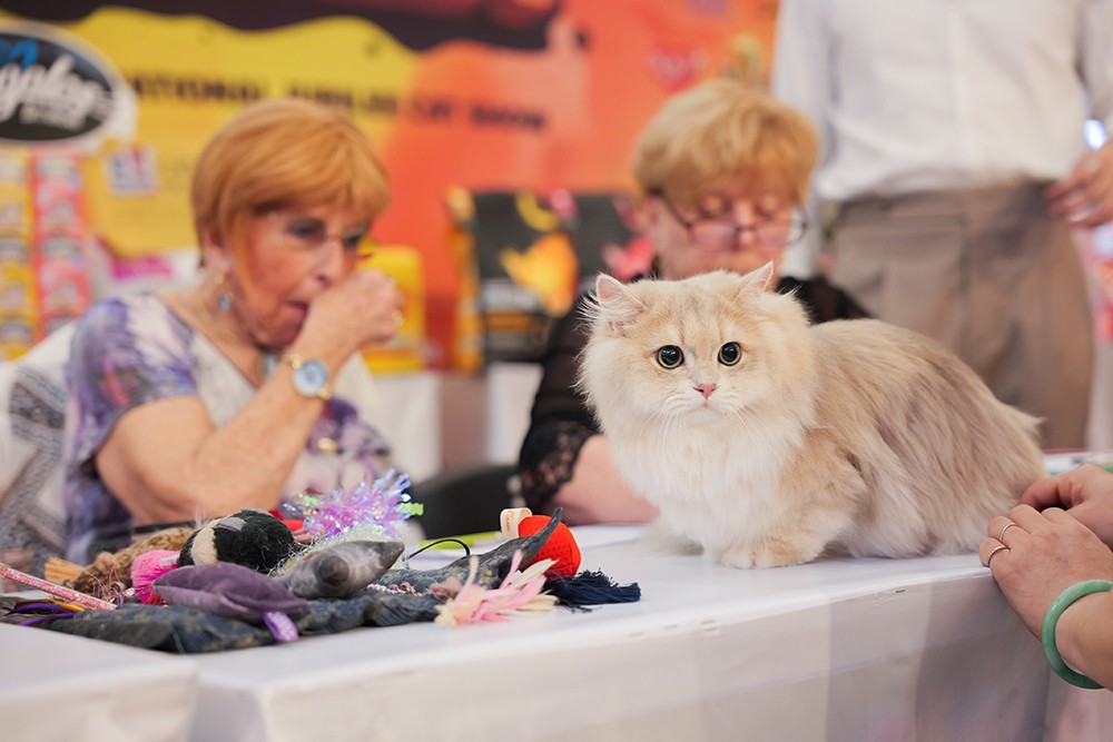 Cuộc thi Hoa hậu mèo quốc tế WCF 2025: Cặp đôi mèo ‘xấu nhất thế giới’ xuất hiện tại TP.HCM - 11