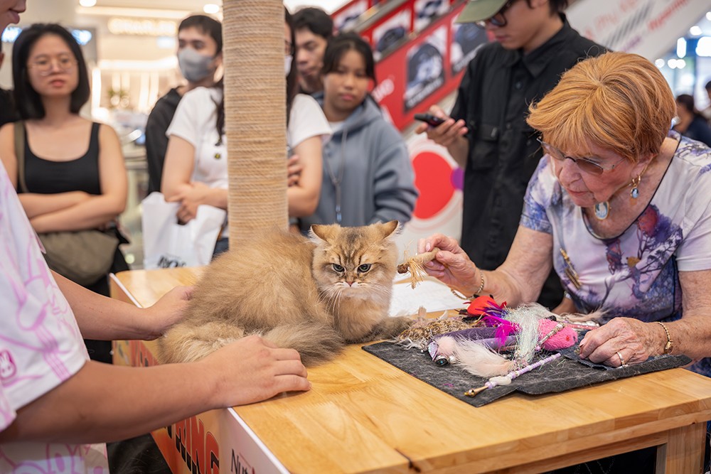 Hơn 100 chú mèo trên khắp thế giới quy tụ ở cuộc thi “Hoa hậu mèo” quốc tế Việt Nam - 2