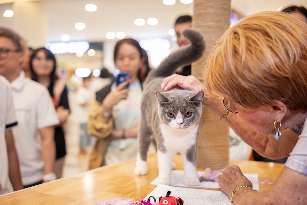 Hơn 100 chú mèo trên khắp thế giới quy tụ ở cuộc thi “Hoa hậu mèo” quốc tế Việt Nam - 3