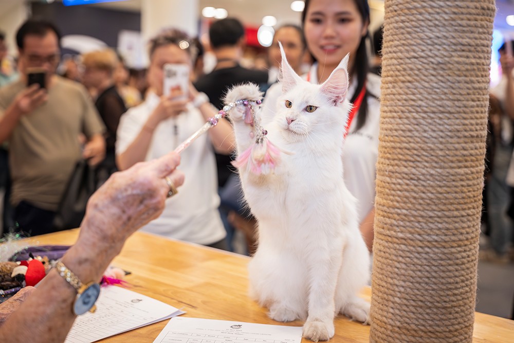 Hơn 100 chú mèo trên khắp thế giới quy tụ ở cuộc thi “Hoa hậu mèo” quốc tế Việt Nam - 4