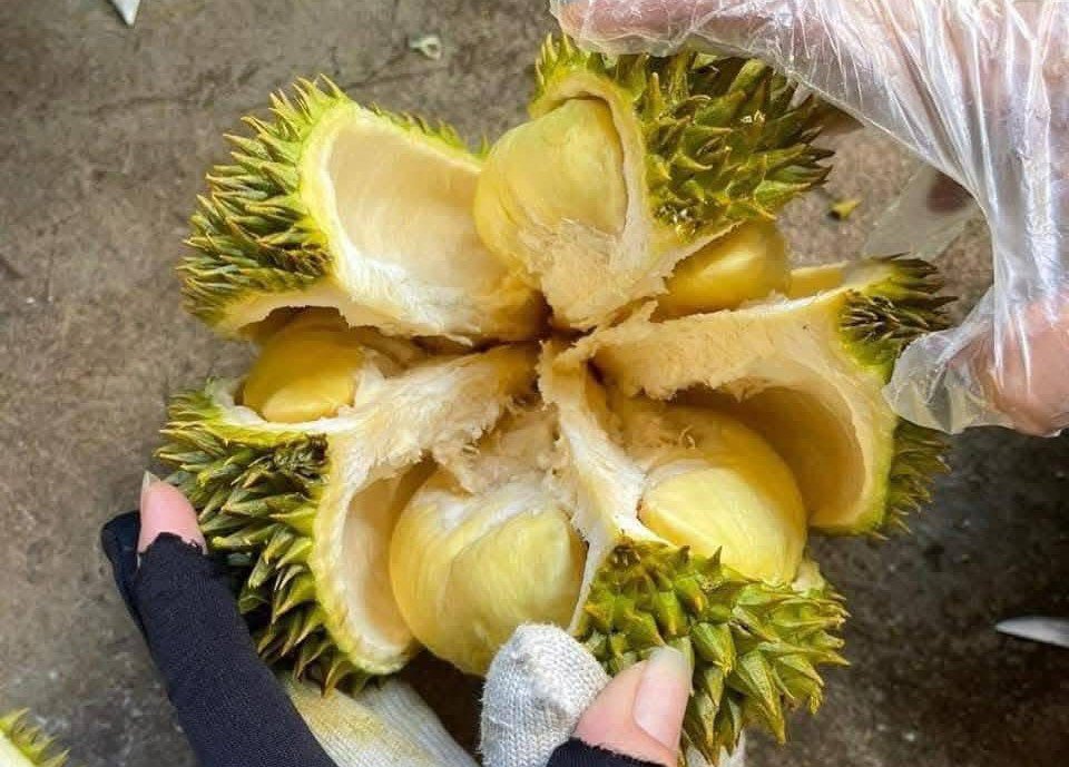 Sầu riêng đổ bộ Hà Nội với giá chỉ từ 35.000 đồng/kg, nhà vườn tiết lộ nguồn gốc - 3