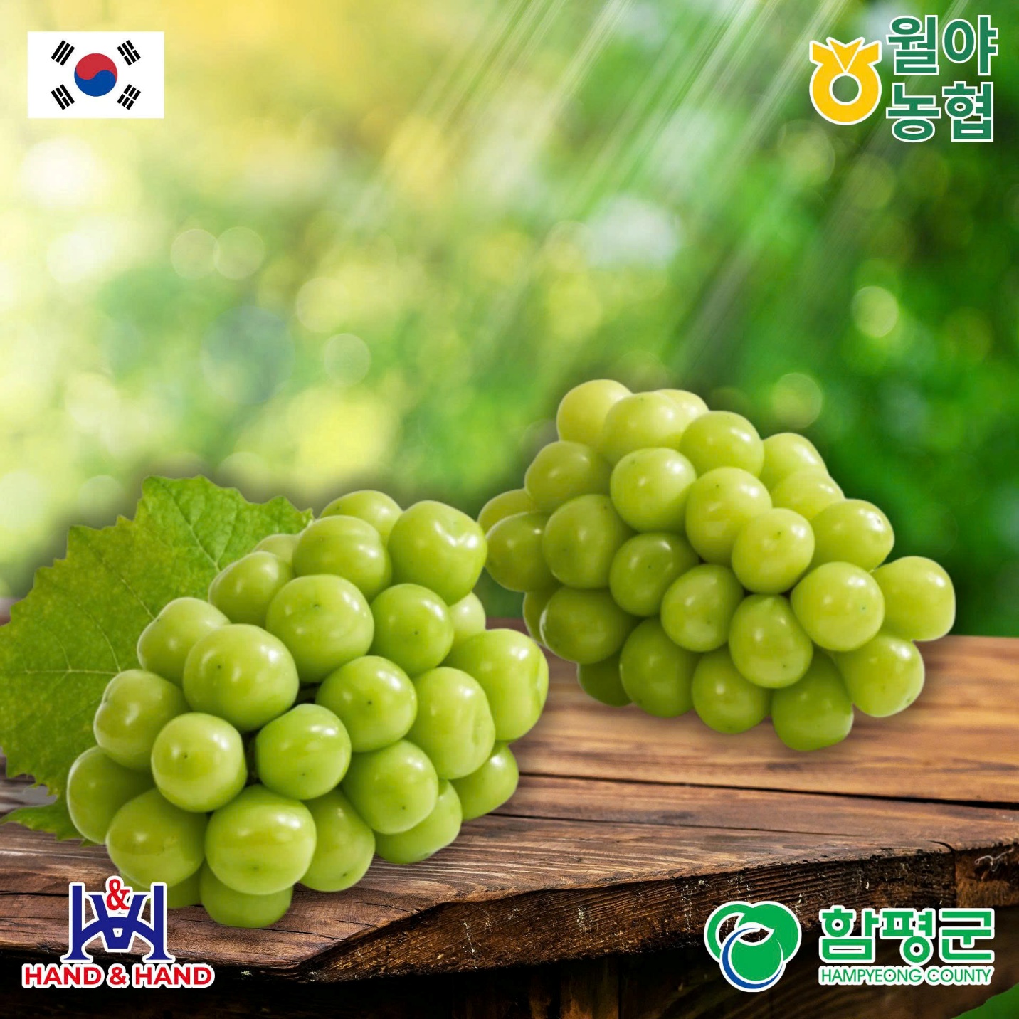 Nho mẫu đơn Hampyeong – Hương vị ngọt thanh từ vùng biển và gió Hàn Quốc - 3