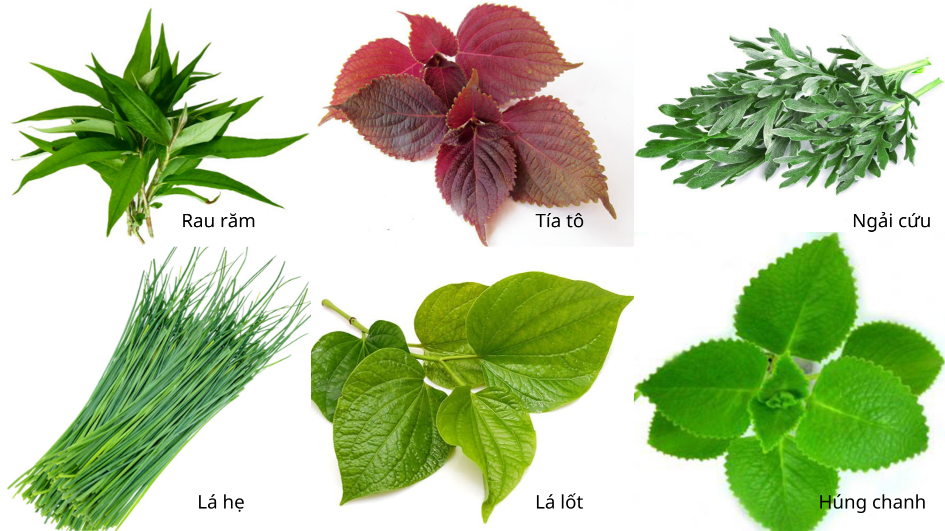 Bí ẩn loại lá được mệnh danh là ‘nhân sâm” của người nghèo bị đau khớp! - 1