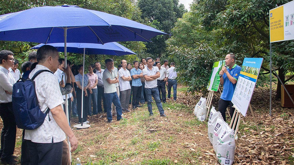 Khoa học dinh dưỡng kết hợp bàn tay nhà nông tạo nên mùa sầu riêng bền vững đầu tiên - 1