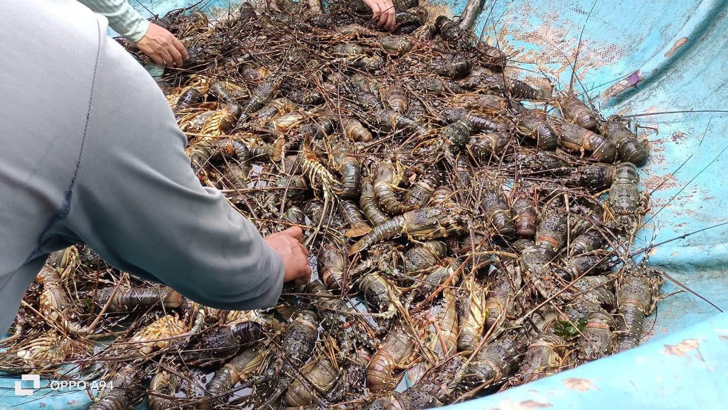 Người nuôi xót xa nhìn tôm hùm chết hàng loạt do mưa lũ, vớt lên bán với giá "siêu rẻ" - 2