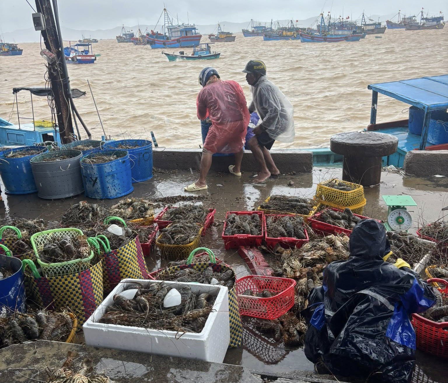 Người nuôi xót xa nhìn tôm hùm chết hàng loạt do mưa lũ, vớt lên bán với giá "siêu rẻ" - 3