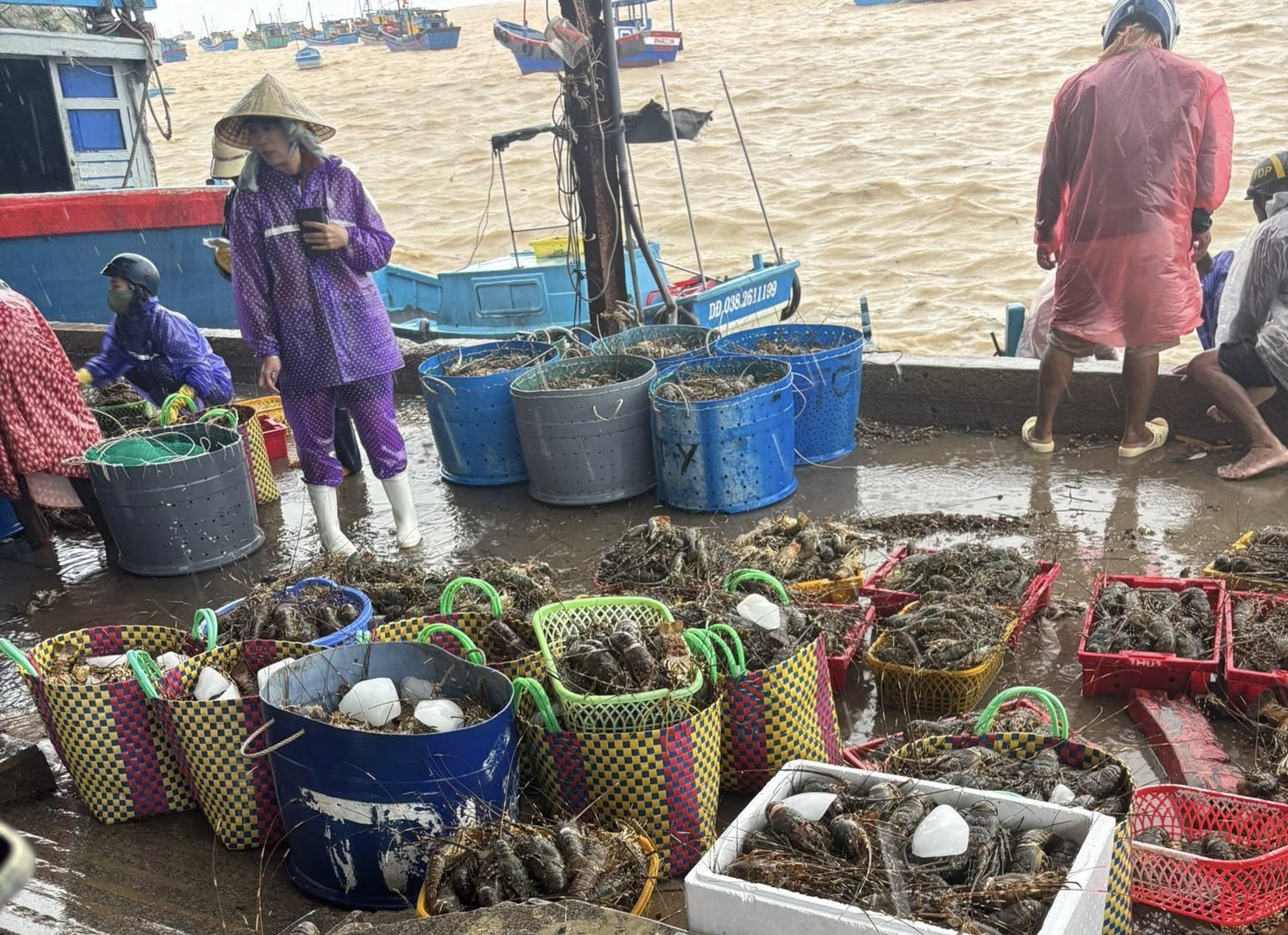 Người nuôi xót xa nhìn tôm hùm chết hàng loạt do mưa lũ, vớt lên bán với giá "siêu rẻ" - 1