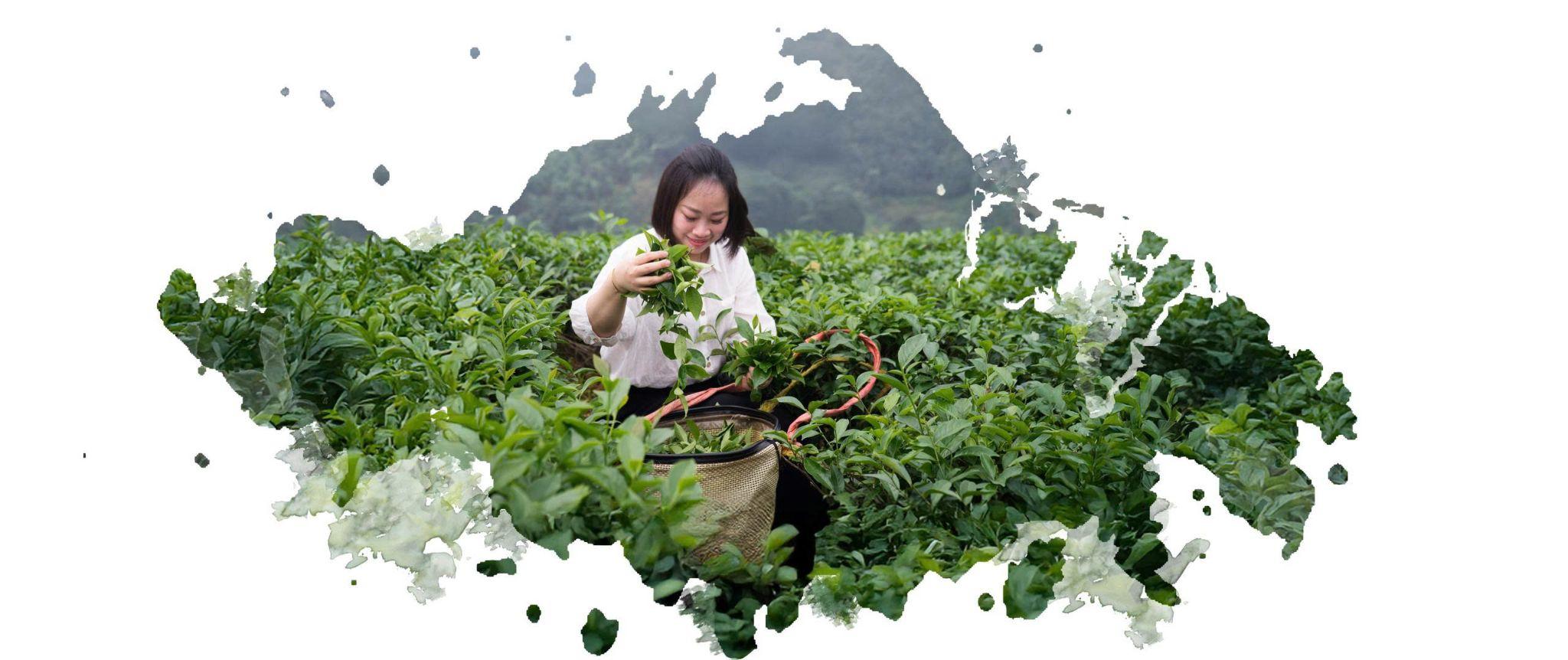 Hồng Trà Như Ý: Hành trình 10 năm xây dựng thương hiệu trà Việt theo chuẩn hiện đại - bản địa - 3