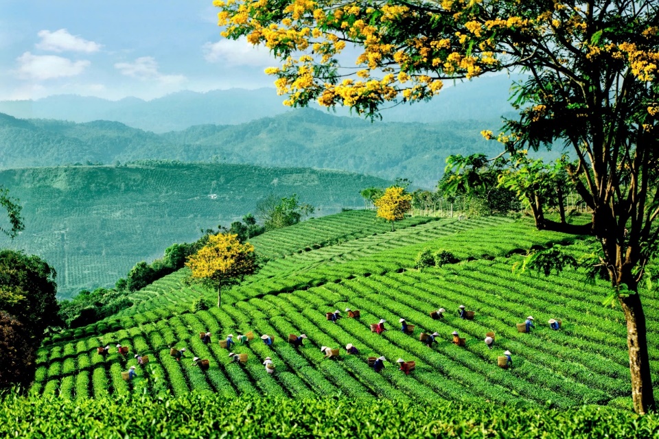 Lễ hội trà quốc tế 2025 - chuỗi hoạt động độc đáo kết nối văn hóa và động lực phát triển ngành trà - 2