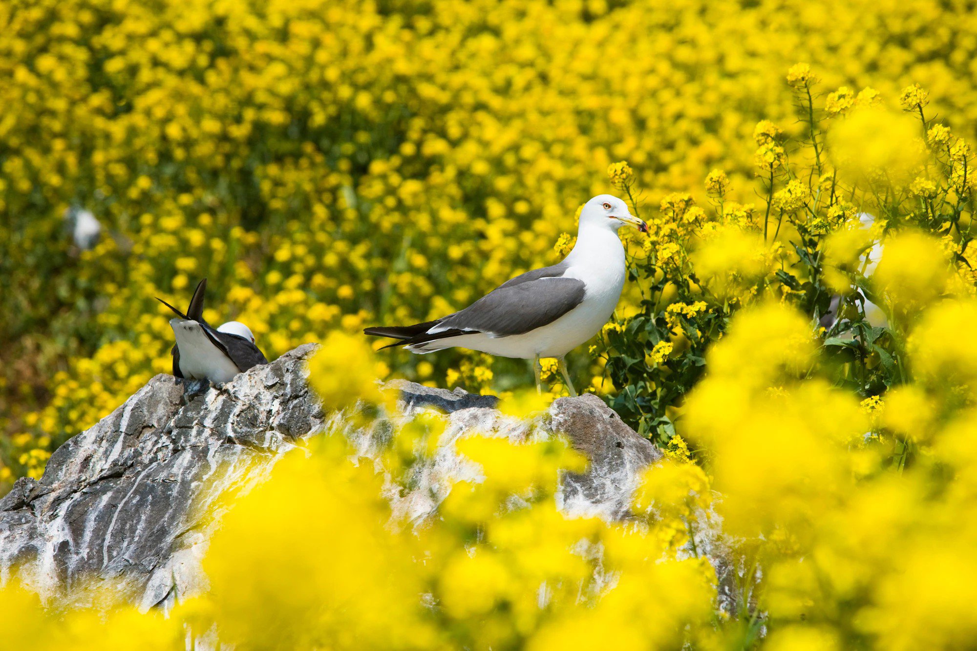Kỳ lạ chiếc bánh quy hình phân chim nhưng hút khách không ngờ - 1