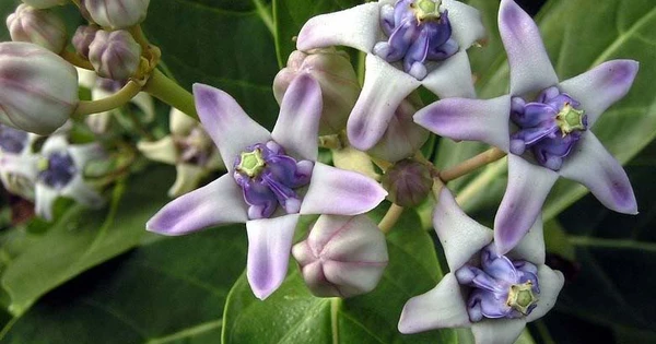 3 bài tập thở “thần sầu” giúp bạn “hồi sinh” phổi, hết ho, long đàm, hiệu quả bất ngờ! - 4