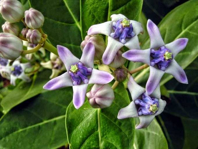 “Hú hồn” với 3 loại nước giải khát ai cũng mê mẩn nhưng khiến sức khỏe phổi “tụt dốc không phanh” - 2