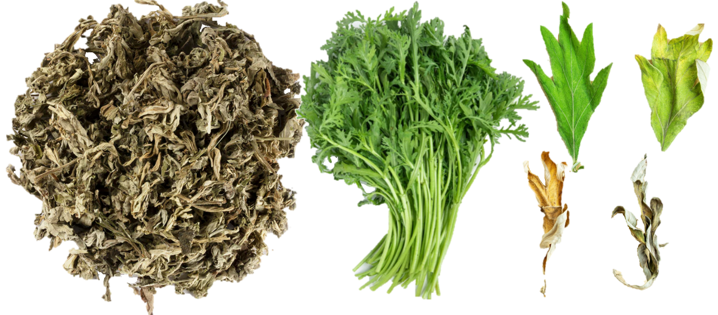 Loại lá quen thuộc đang được người bị đau xương khớp “truyền tai nhau” săn lùng - 1