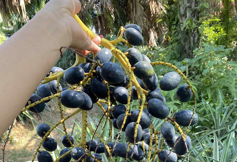 Loại quả quê mùa bỗng "lên cơn sốt" có giá đắt hơn thịt lợn, hái một cây kiếm cả triệu đồng - 6