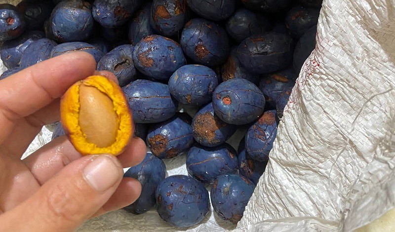 Loại quả quê mùa bỗng "lên cơn sốt" có giá đắt hơn thịt lợn, hái một cây kiếm cả triệu đồng - 4