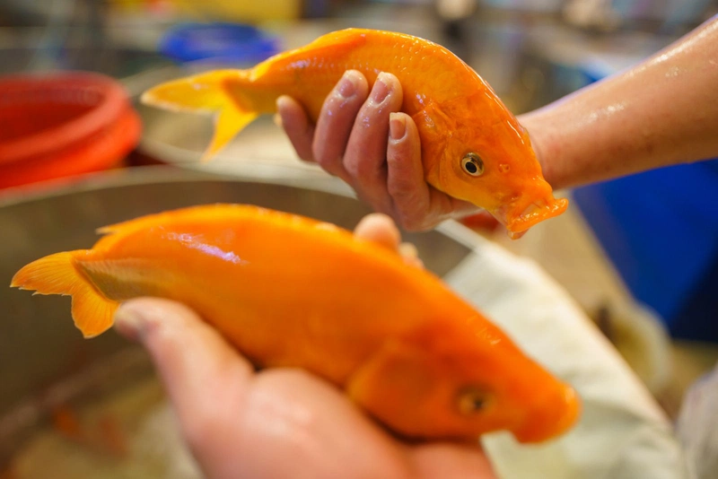 Loại cá “hóa rồng” trong truyền thuyết nay trở thành “bảo bối” bảo vệ phổi, giúp giảm ho cực tốt - 1