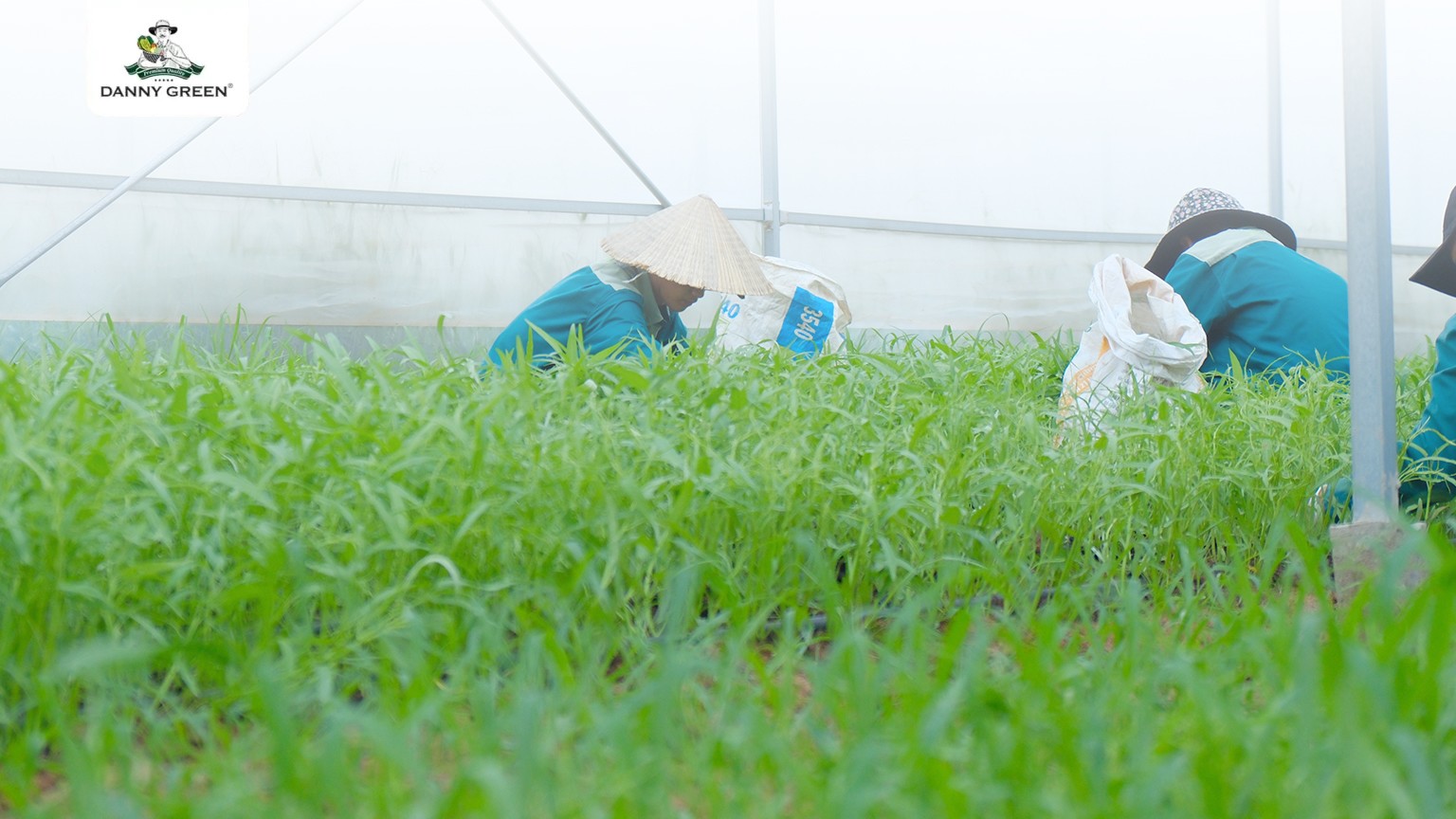 DannyGreen mở rộng quy mô cung ứng rau xanh bình ổn thị trường - 1