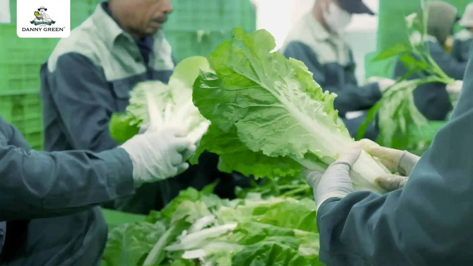 DannyGreen mở rộng quy mô cung ứng rau xanh bình ổn thị trường - 2