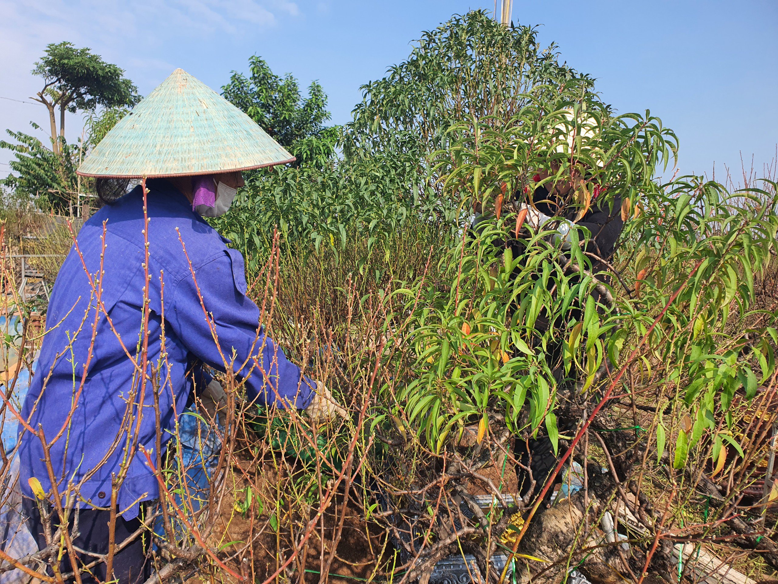 Nghề “vặt lá trả tiền” tại Hà Nội, cứ đến dịp này lại làm không hết việc - 8