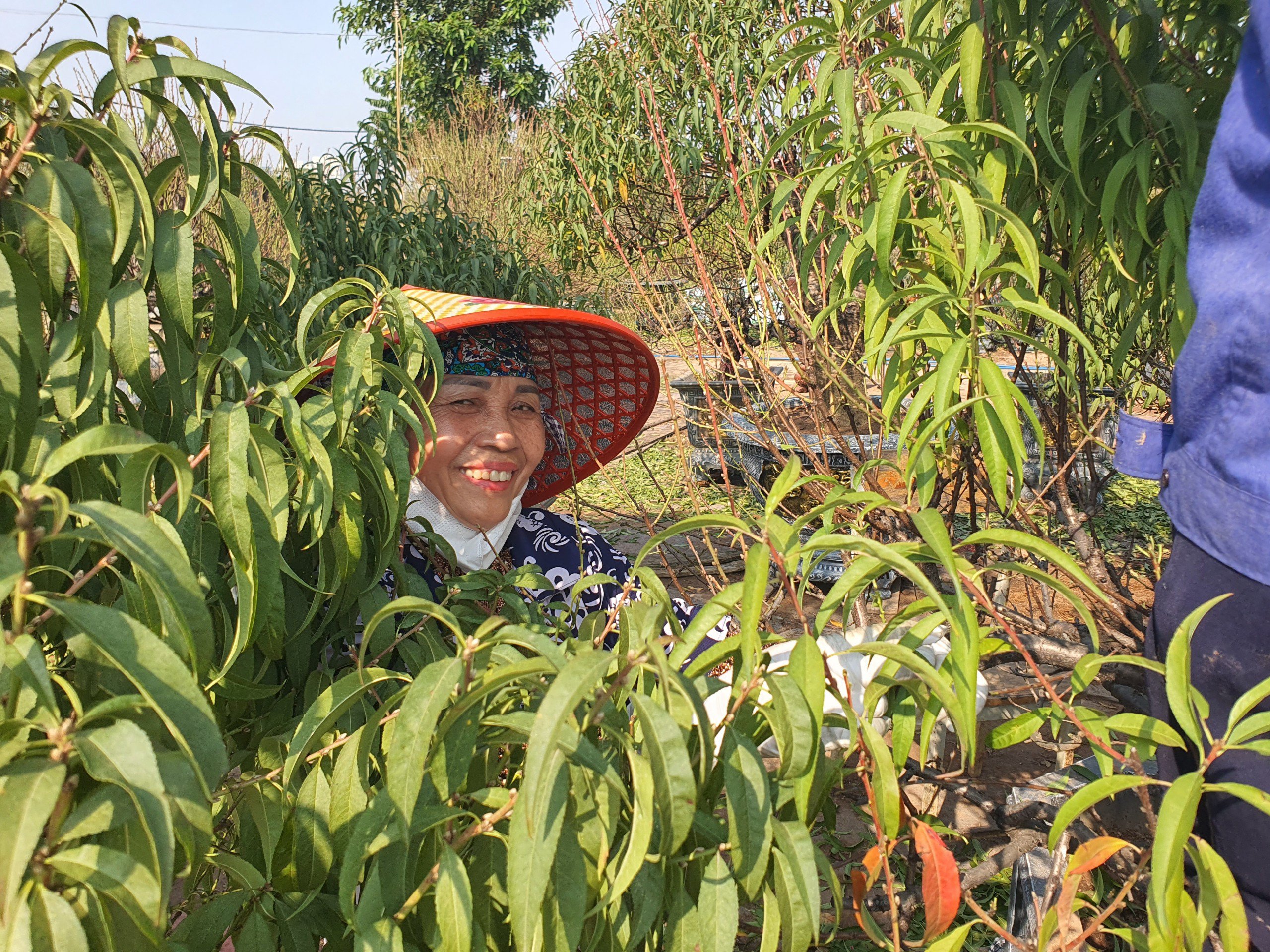 Nghề “vặt lá trả tiền” tại Hà Nội, cứ đến dịp này lại làm không hết việc - 11