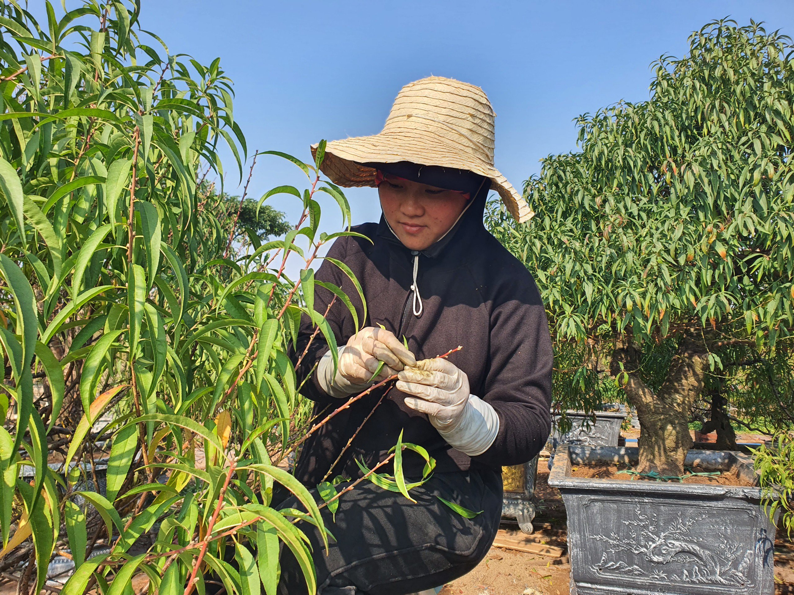 Nghề “vặt lá trả tiền” tại Hà Nội, cứ đến dịp này lại làm không hết việc - 6