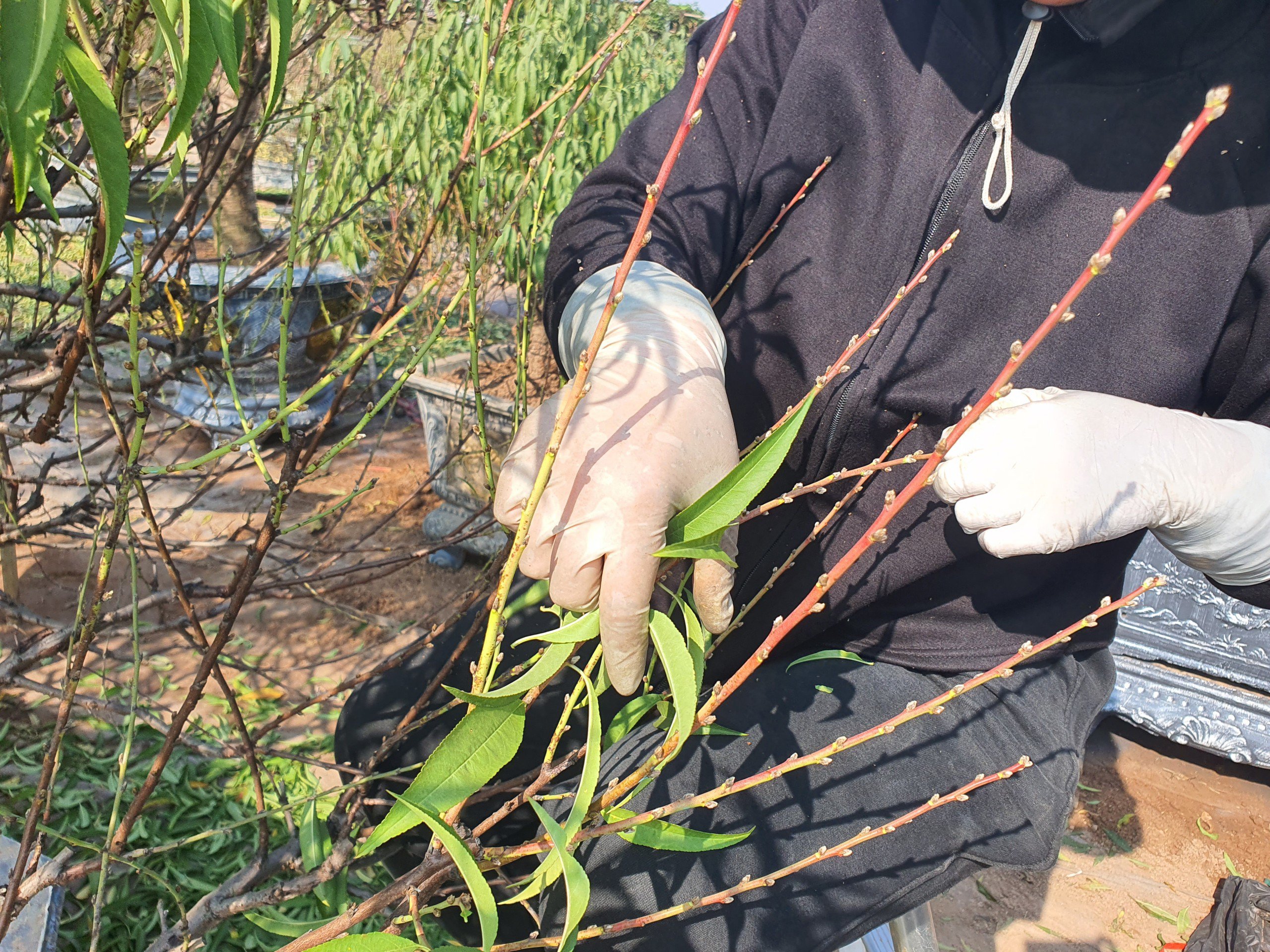 Nghề “vặt lá trả tiền” tại Hà Nội, cứ đến dịp này lại làm không hết việc - 7