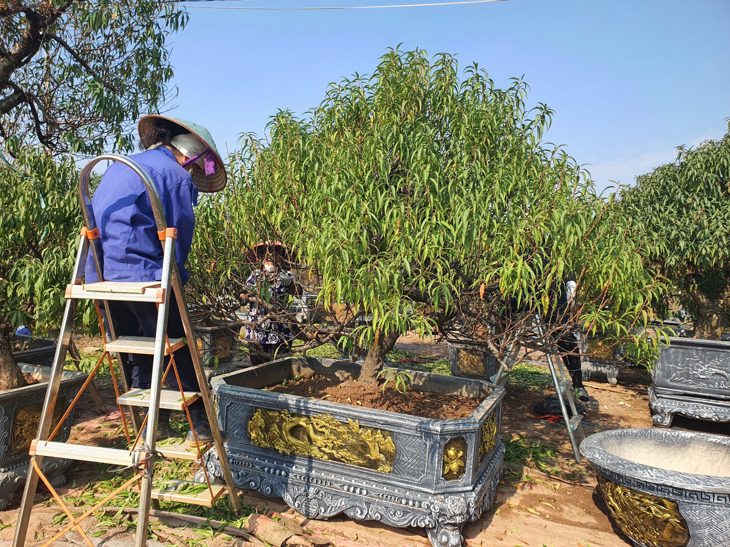Nghề “vặt lá trả tiền” tại Hà Nội, cứ đến dịp này lại làm không hết việc - 9