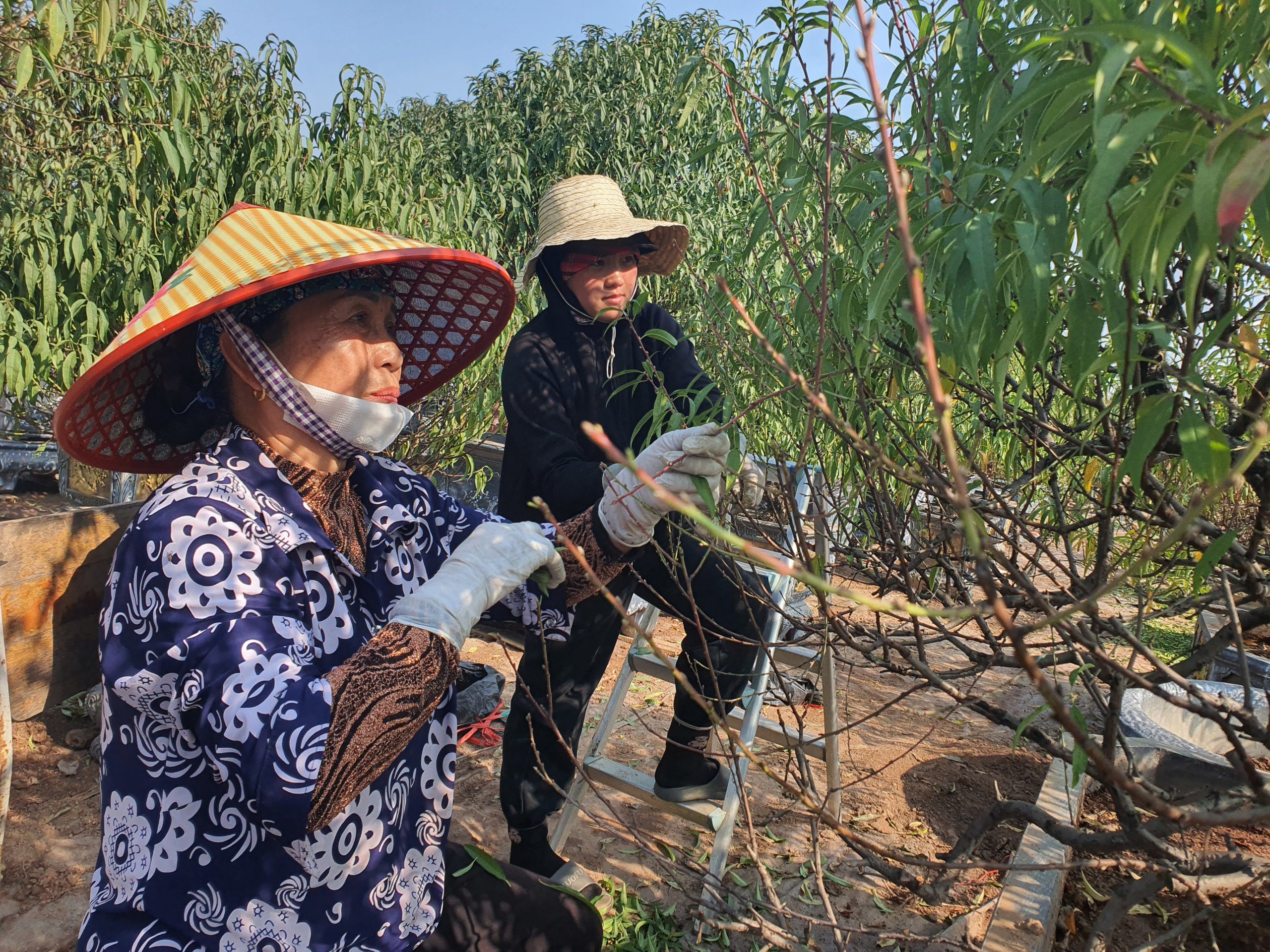 Nghề “vặt lá trả tiền” tại Hà Nội, cứ đến dịp này lại làm không hết việc - 10