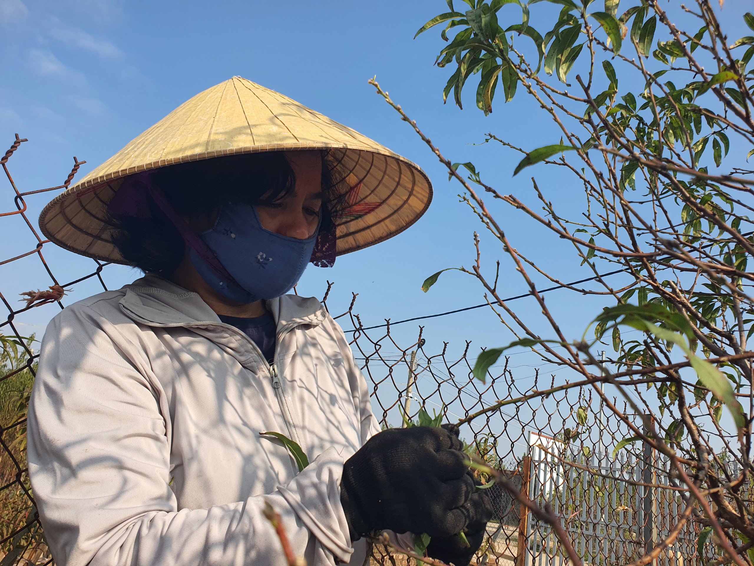 Nghề “vặt lá trả tiền” tại Hà Nội, cứ đến dịp này lại làm không hết việc - 2