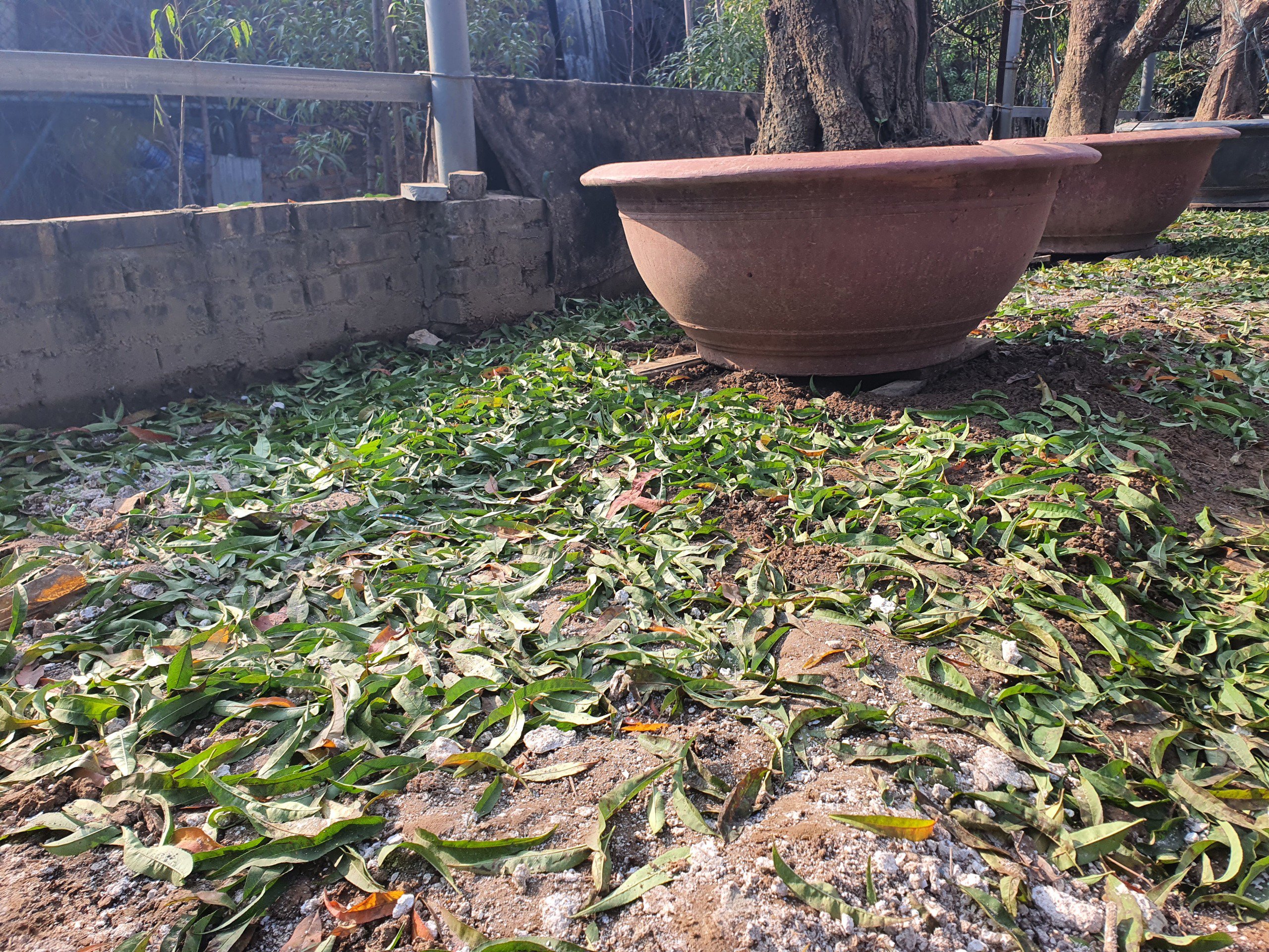 Nghề “vặt lá trả tiền” tại Hà Nội, cứ đến dịp này lại làm không hết việc - 4