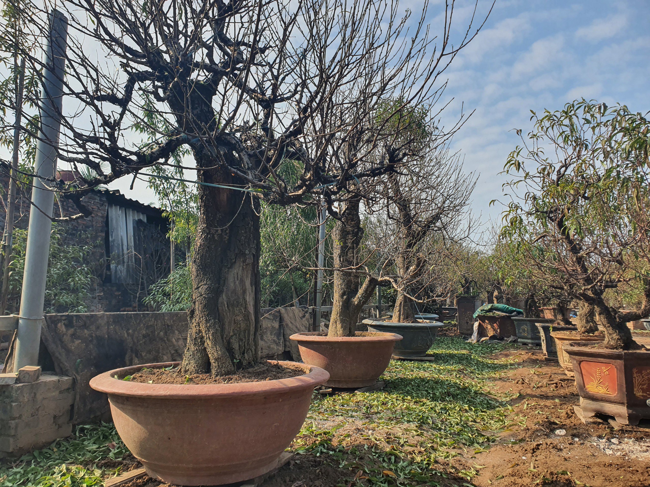 Nghề “vặt lá trả tiền” tại Hà Nội, cứ đến dịp này lại làm không hết việc - 5